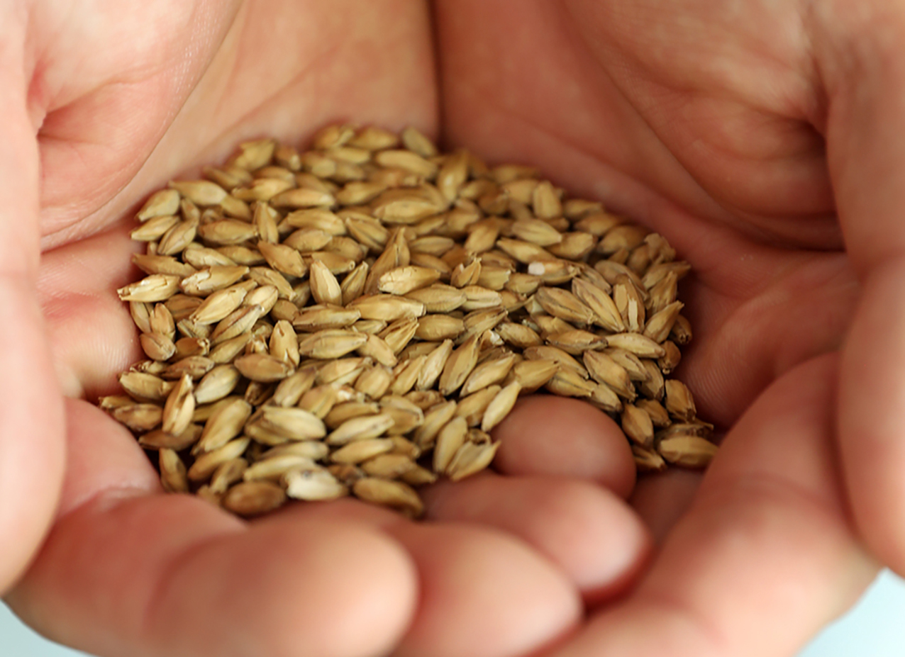 A handful of pale brewing malt held in two cupped hands